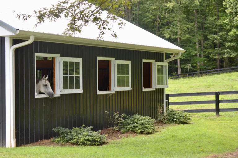 Windows horse 768x511